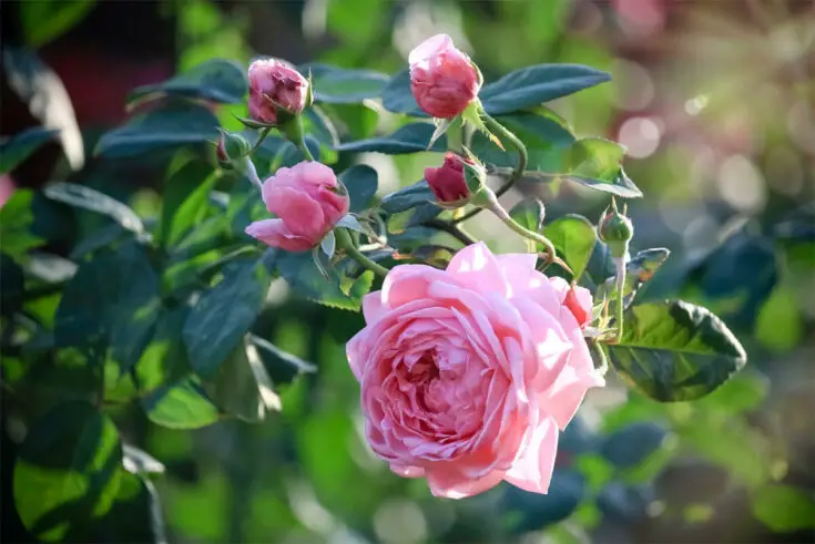 alte-rosen-umpflanzen
