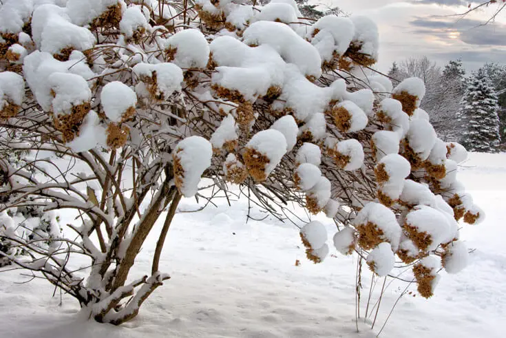 hortensien busch im winter
