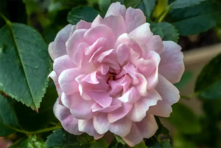 polyantha-rose