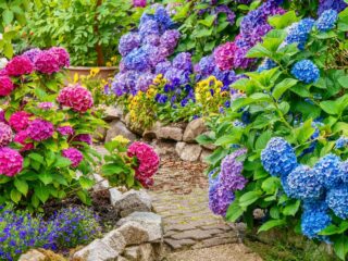 Was sind Hortensien [Hydrangea] für den Garten?