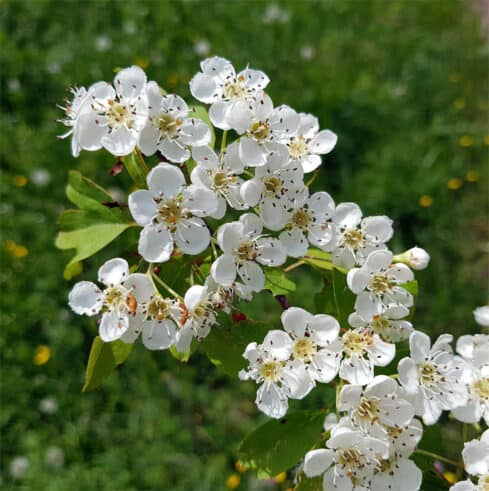 Blüten vom Zweigriffeligen Weißdorn