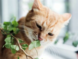 Welche Zimmerpflanzen sind giftig für Katzen