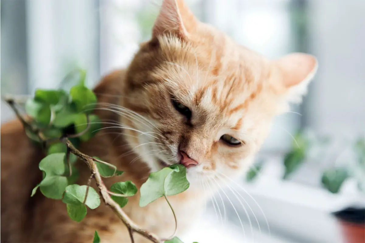 Welche Zimmerpflanzen sind giftig für Katzen