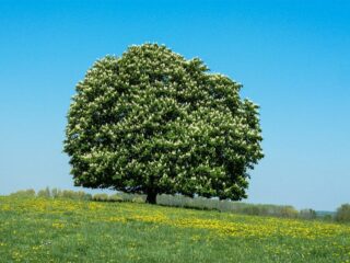 Wie viele Kastanienbaum Arten gibt es?