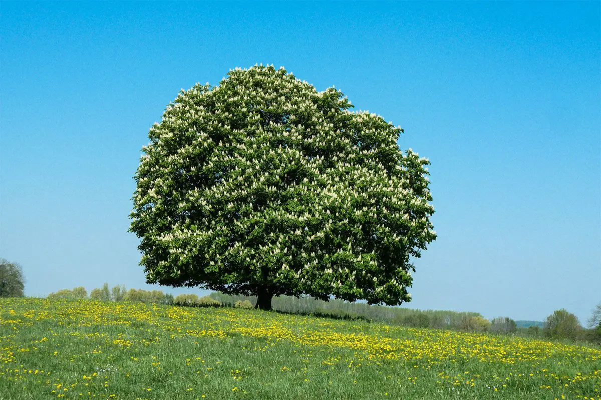 Wie viele Kastanienbaum Arten gibt es