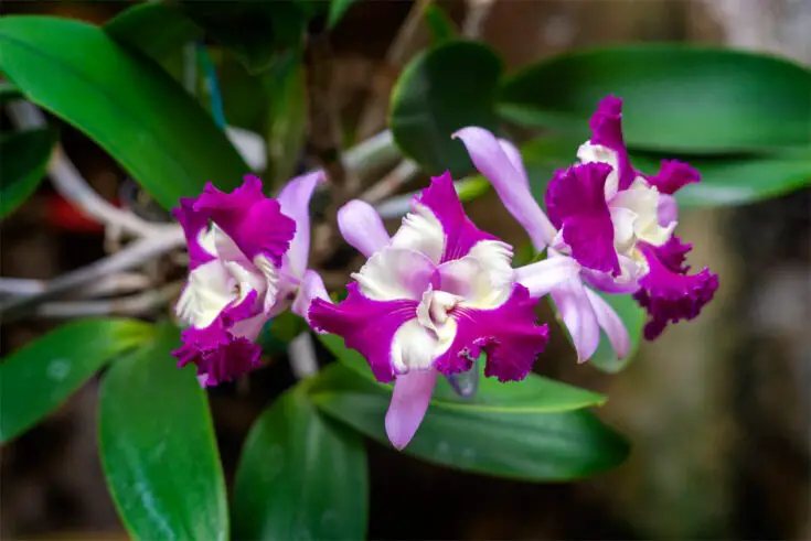 Cattleya-Orchidee [Cattleya]