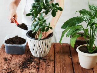 Wann sollte man Zimmerpflanzen umtopfen?