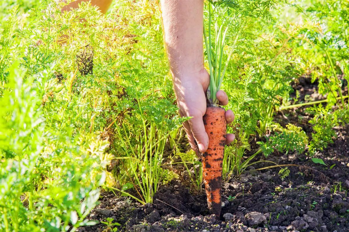Wie lange kann man Karotten anbauen?