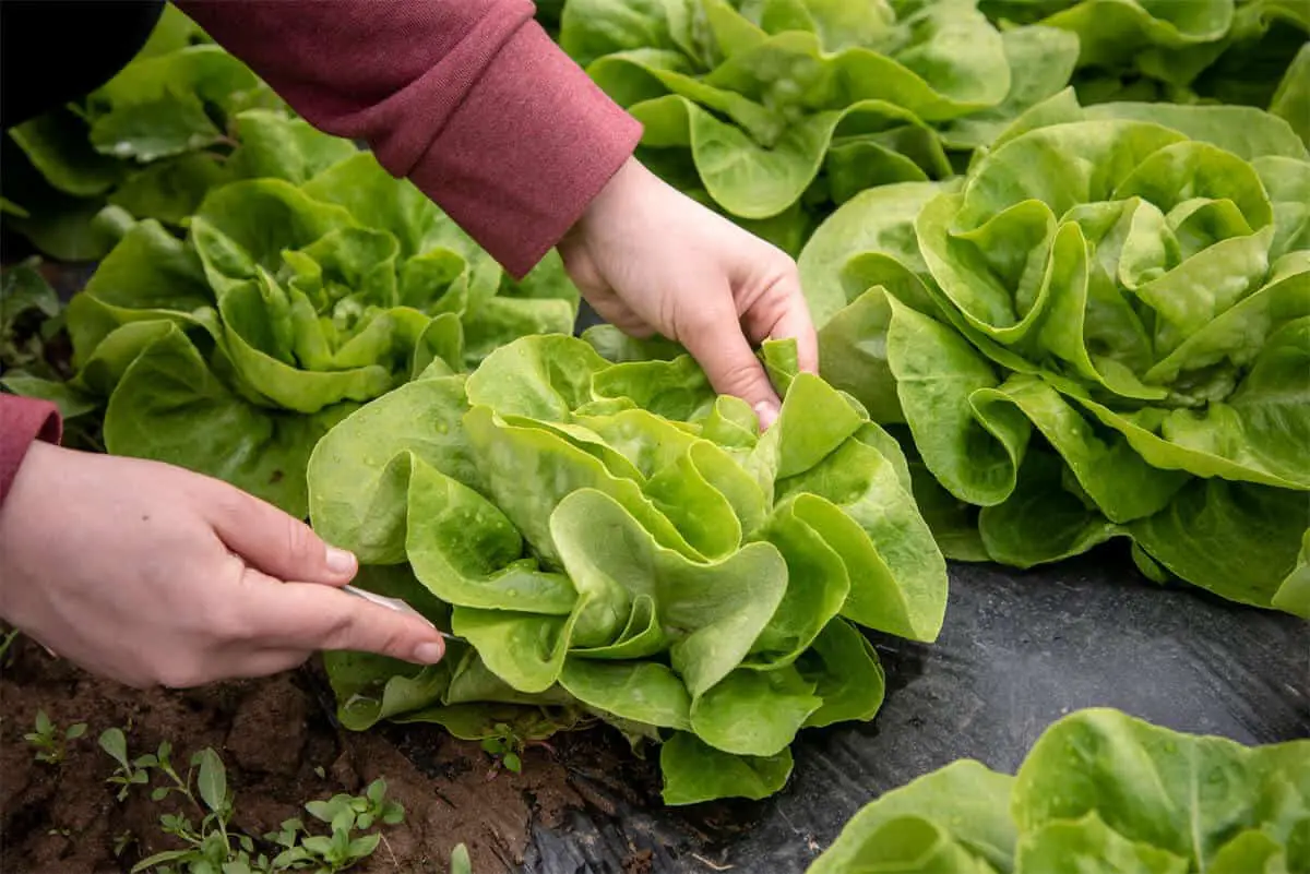 Wie lange kann man Salat anbauen