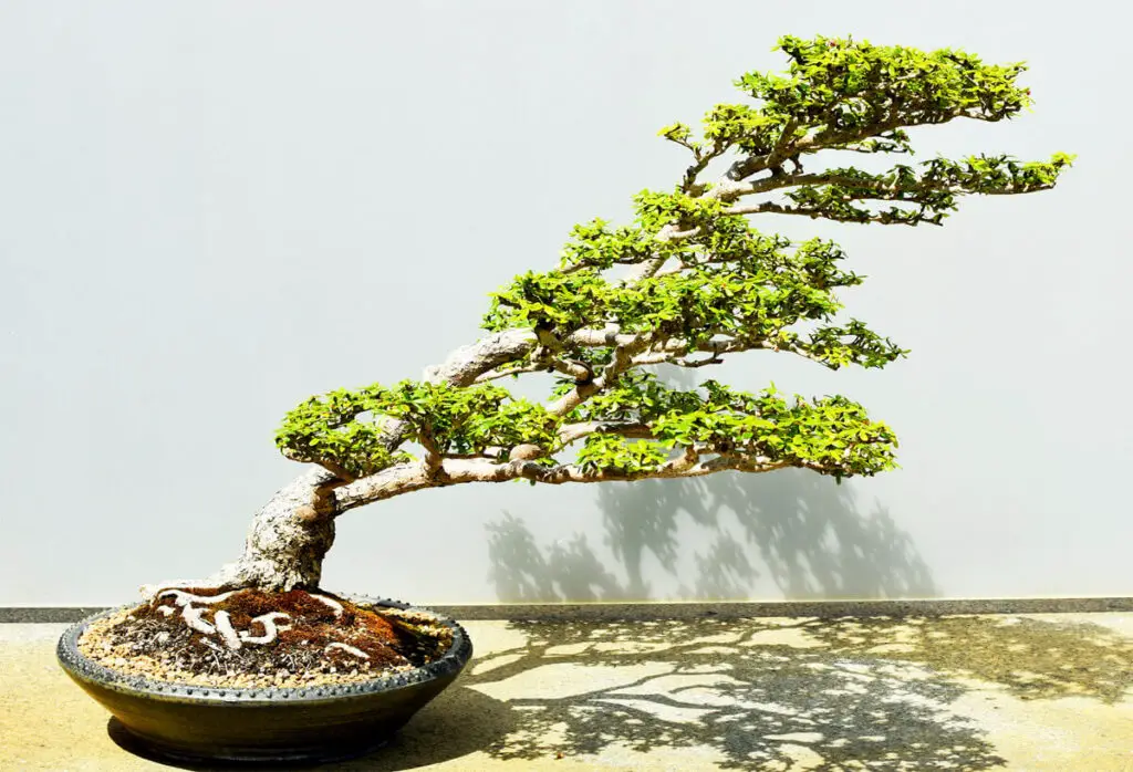 alter bonsai windgepeitscht