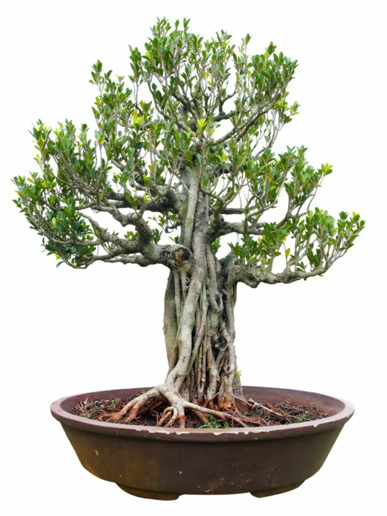 bengalischer Feigenbaum