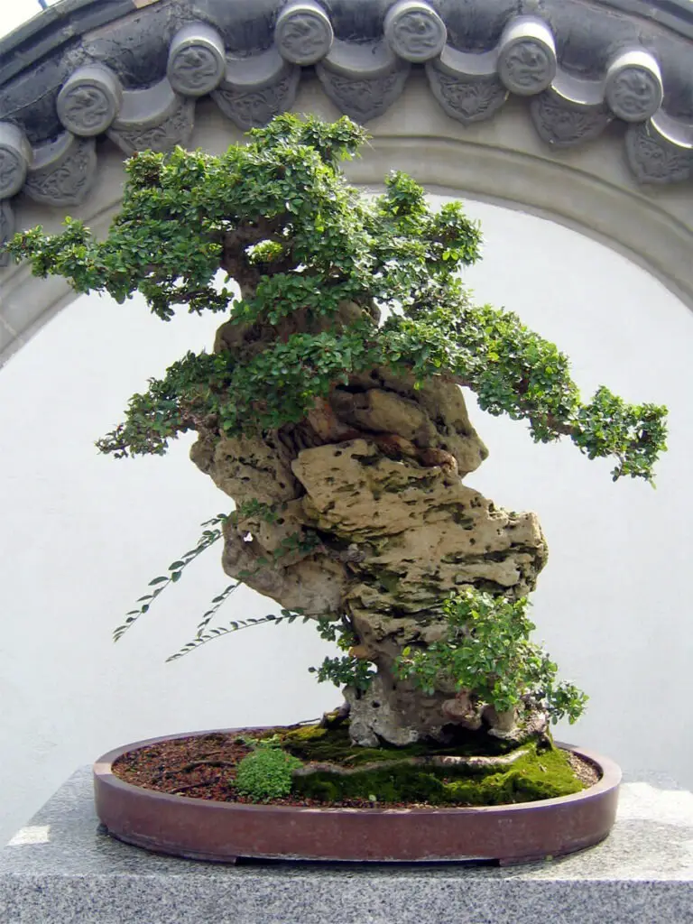 chinesischer Bonsai auf Stein