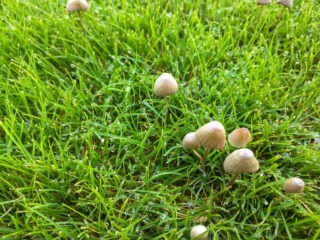 Pilze im Garten vermeiden