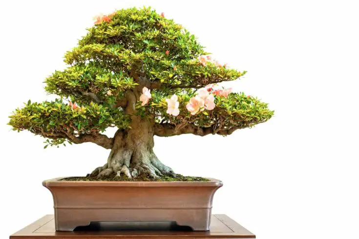 rhododendron bonsai