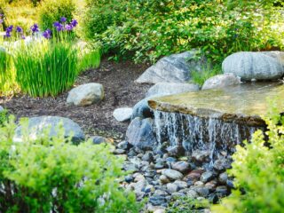 Was ist ein Wassergarten? (+ Bilder) Und wie du einen Wassergarten anlegen kannst.