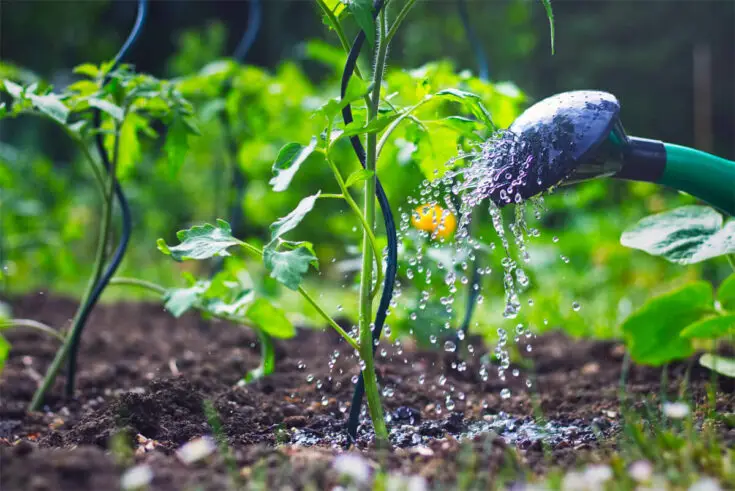 Wasser für Tomatenpflanzen