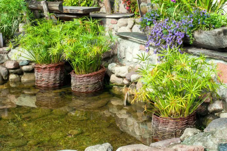 Wassergarten Beispiel