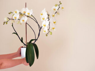 Wie lange leben Orchideen Pflanzen im Topf