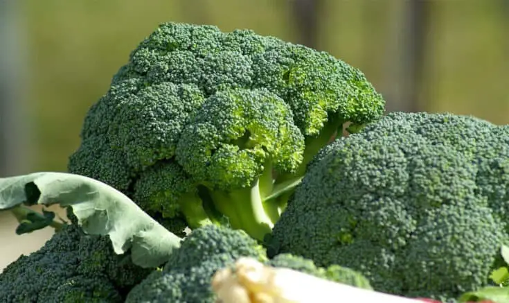 brokkoli broccoli