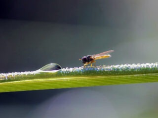 Wie du in Zimmerpflanzen kleine Fliegen loswerden kannst