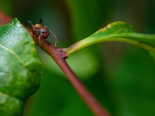 Was hilft gegen Ameisen im Gemüsegarten? Und was du dagegen tun kannst.