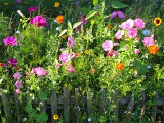 Einen sehr kleinen Wildblumen Garten anlegen (Schritt-für-Schritt)