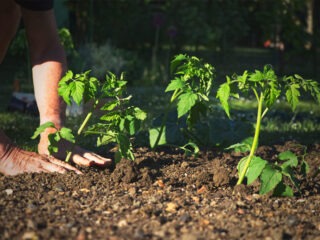 Schnelle Biogemüse Tipps und Tricks für den Garten