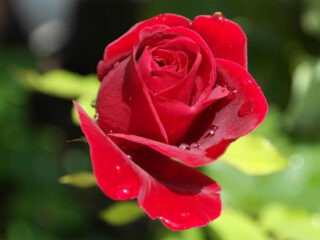 Rote Rosen bis rosa Rosen pflanzen, die zusammen passen