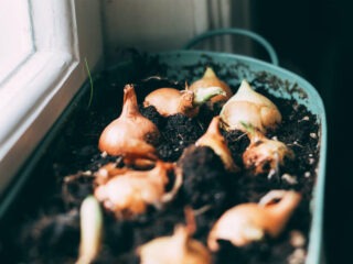 Dürfen Zwiebeln auf den Kompost und kann man Zwiebeln kompostieren?