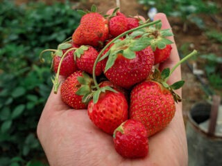 Erdbeeren richtig lagern: Tipps für eine längere Haltbarkeit