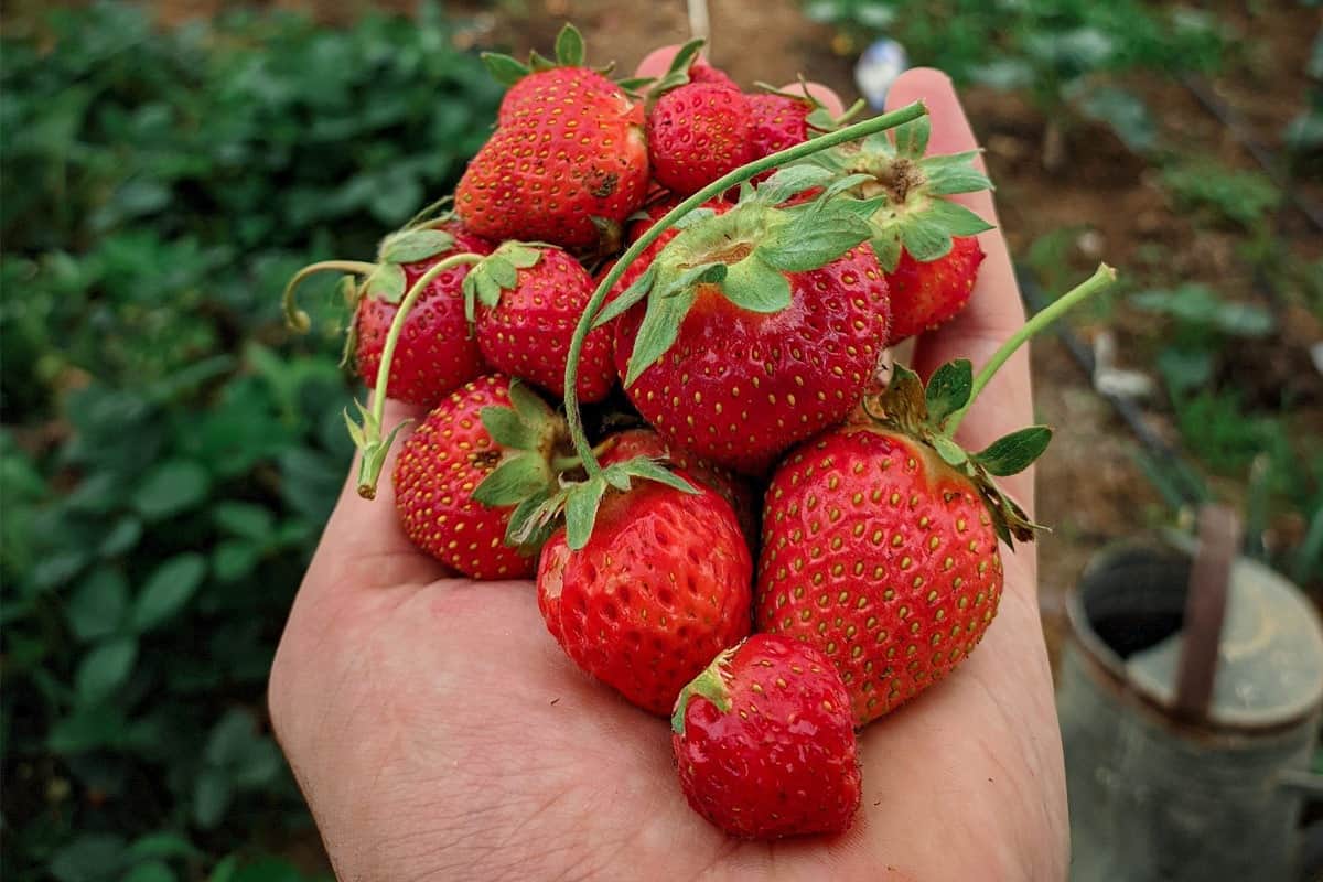 Erdbeeren richtig lagern