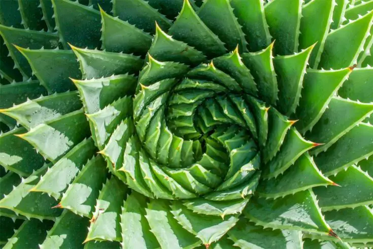 Spiralförmige Aloe