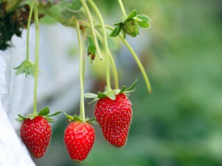 Wann kann ich Erdbeeren auf dem Balkon pflanzen?