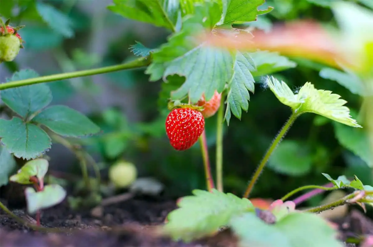 Wie oft wachsen Erdbeeren nach