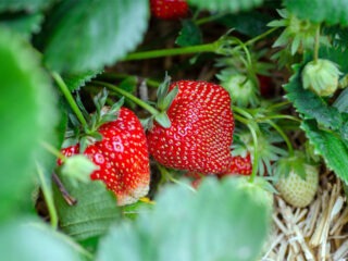 Wie pflanze ich Erdbeeren