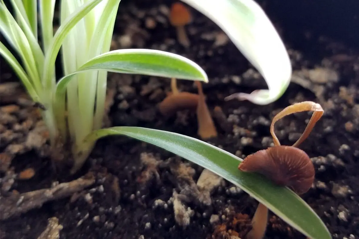 Warum wachsen Pilze in Zimmerpflanzen